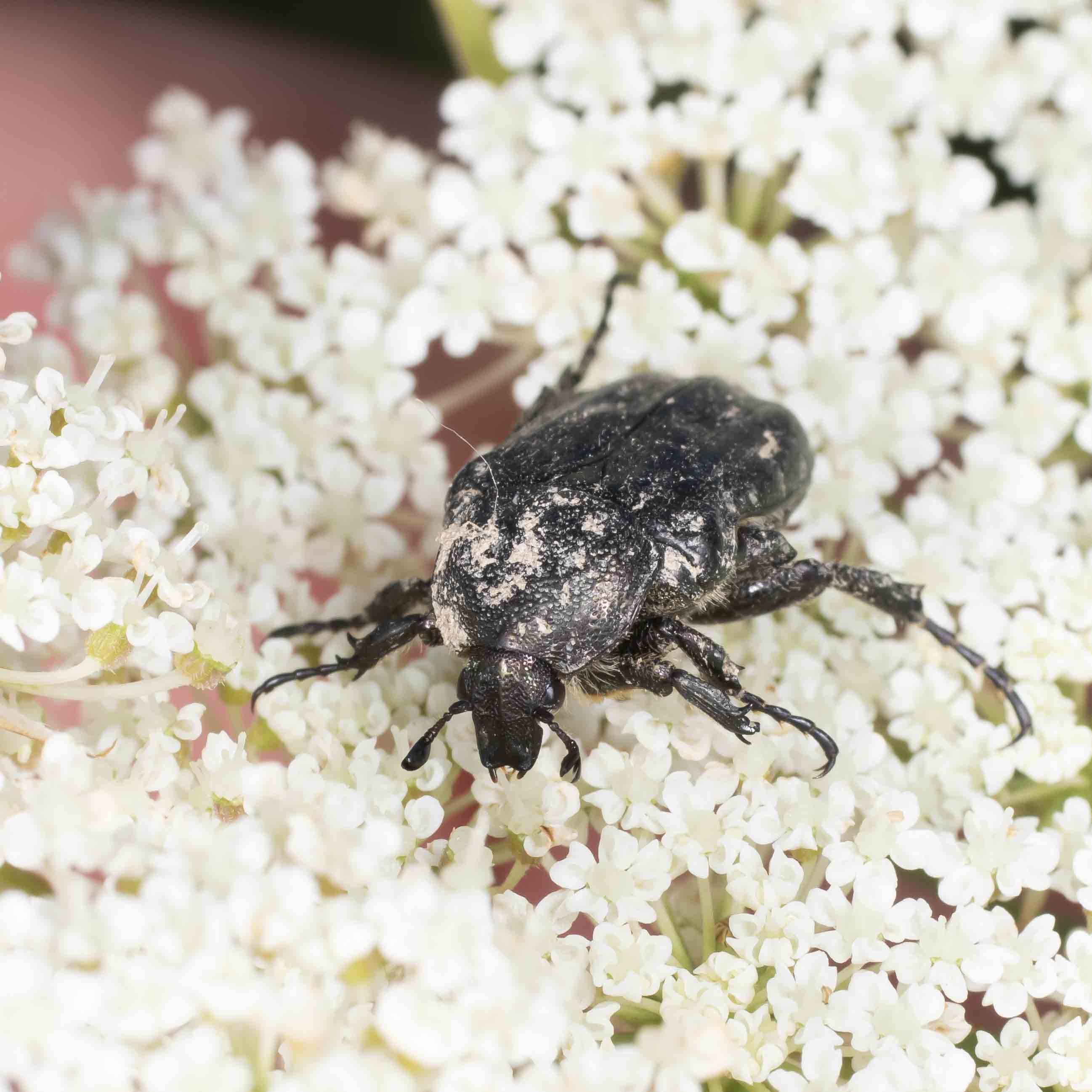 Cetoniidae: Oxythyrea funesta